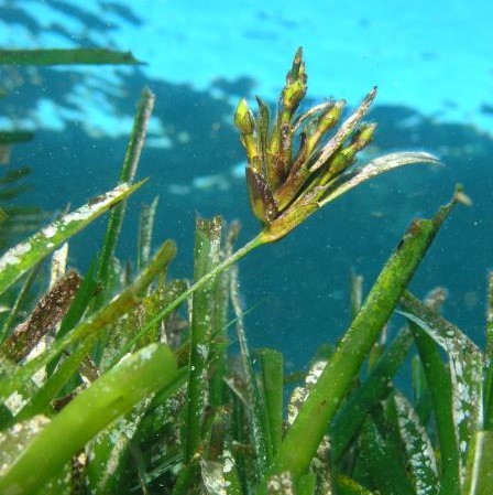 Posidonia Oce Nica Protegida Y Amenazada Mardehielo